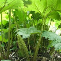 Brazilian Giant-rhubarb